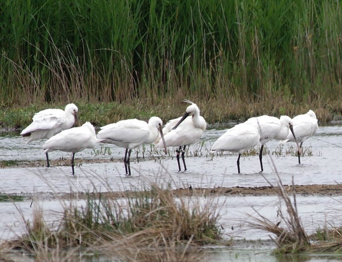 Spoonbill