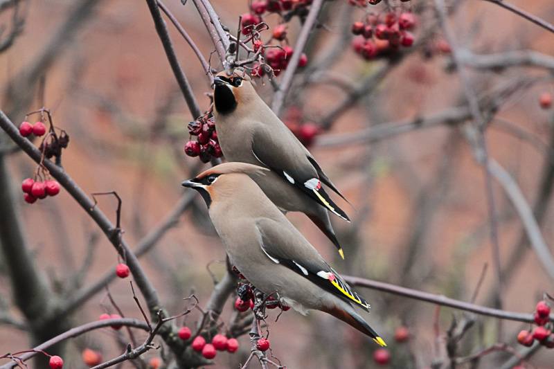 Waxwing