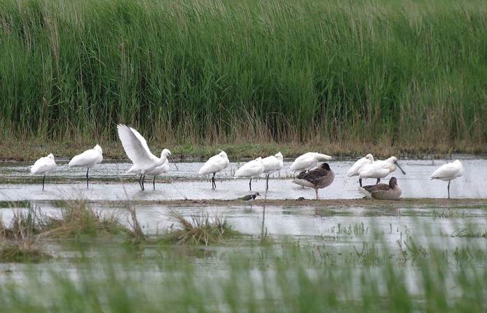 Spoonbill