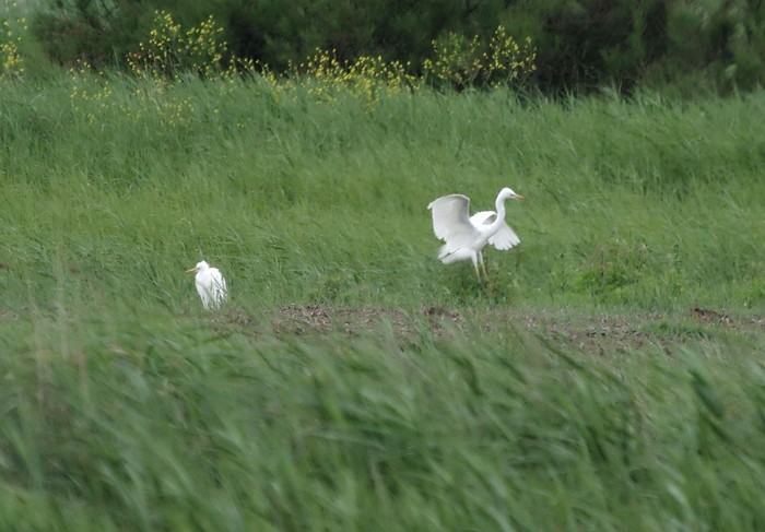 Great White Egret