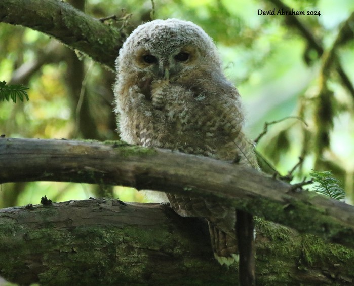 Tawny Owl 