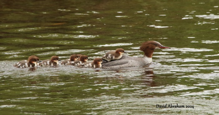 Goosander