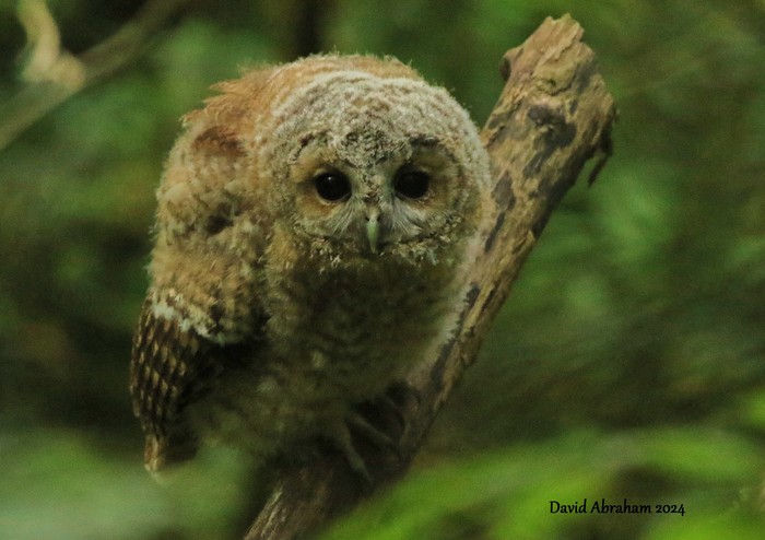 Tawny Owl 