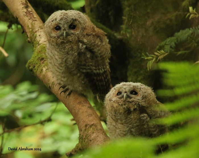 Tawny Owl 