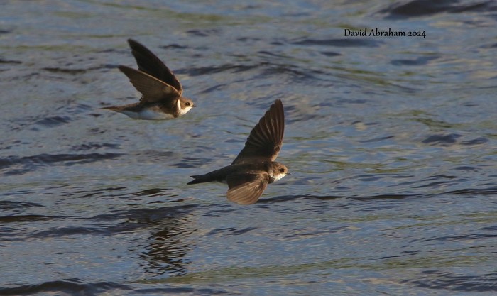 Sand Martin 