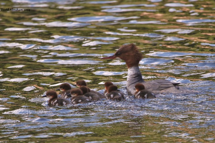 Goosander 