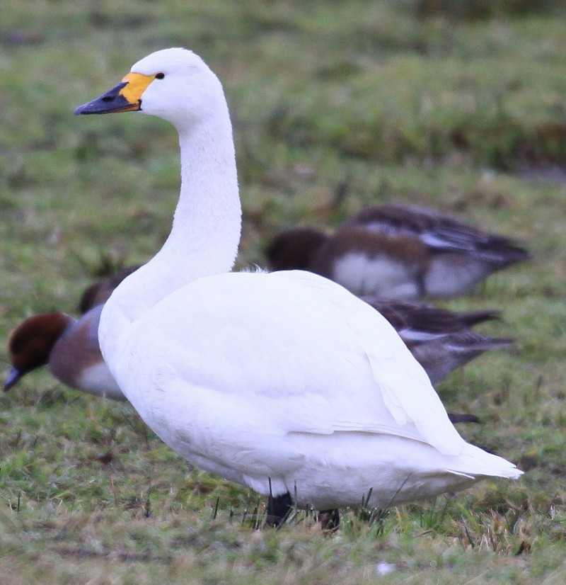Bewick's Swan