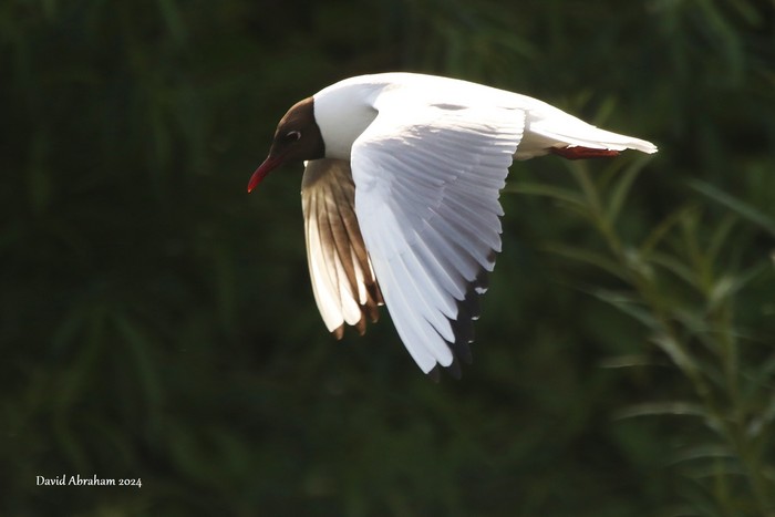 Black-headed Gull
