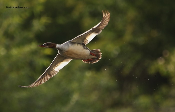 Goosander 