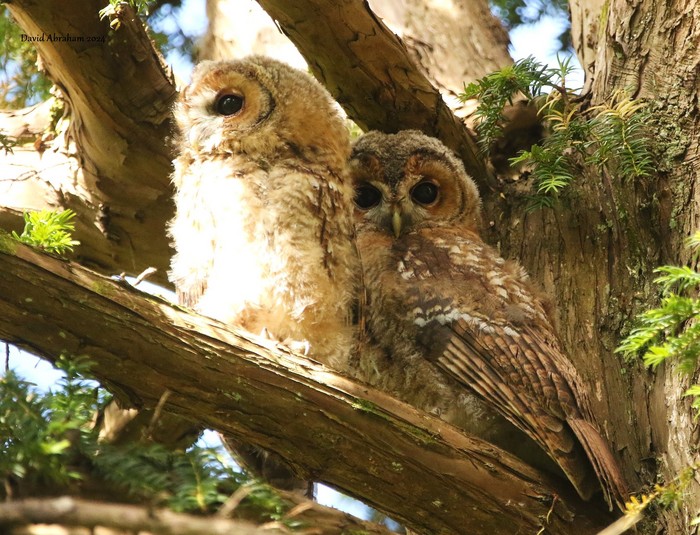 Tawny Owl 