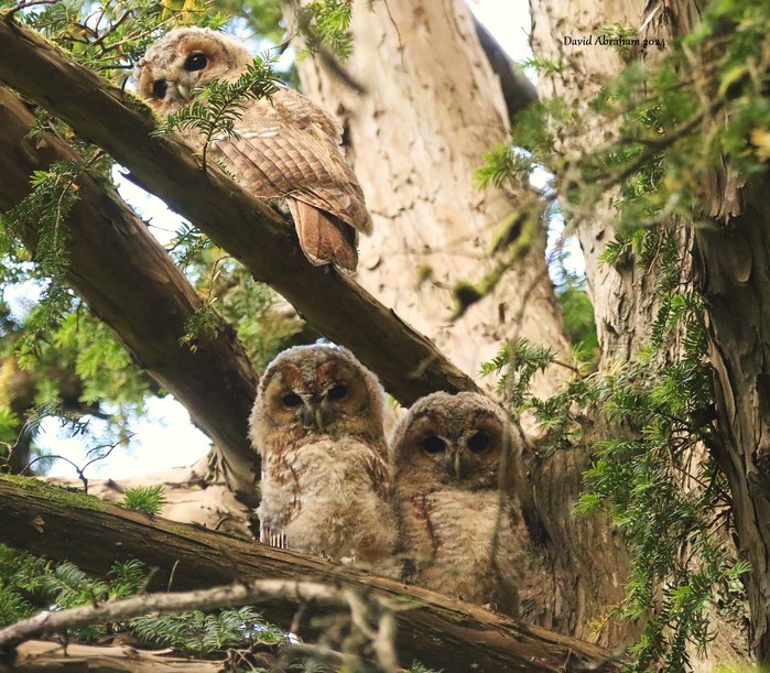 Tawny Owl