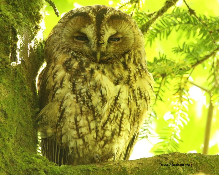 Tawny Owl