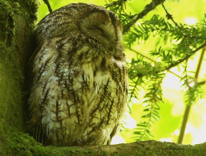 Tawny Owl 