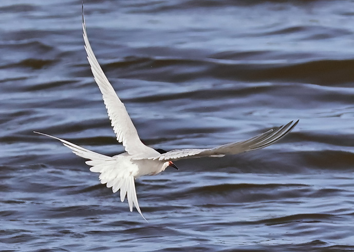 Roseate Tern