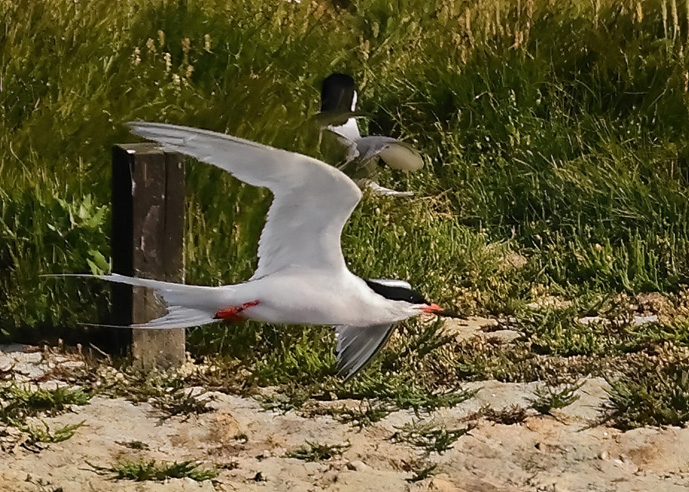 Roseate Tern
