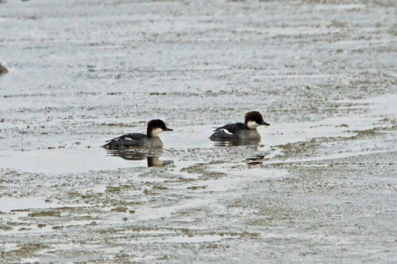 Smew