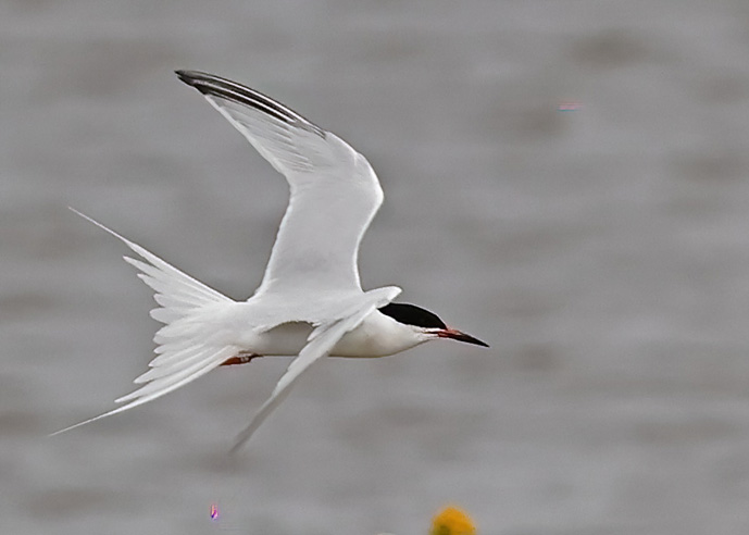 Roseate Tern