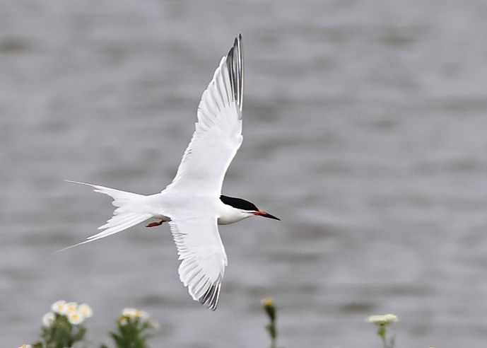 Roseate Tern