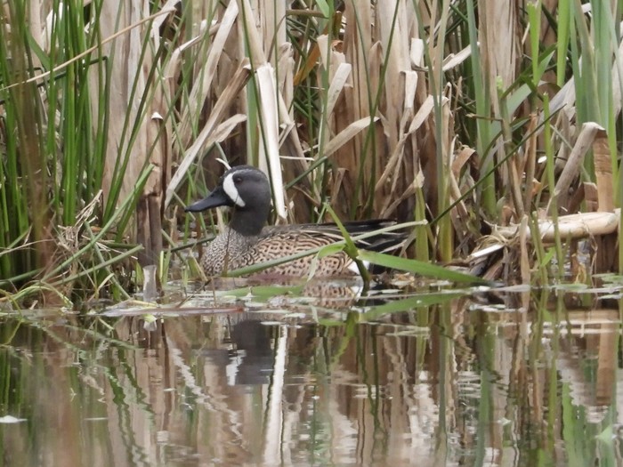 Blue-winged Teal