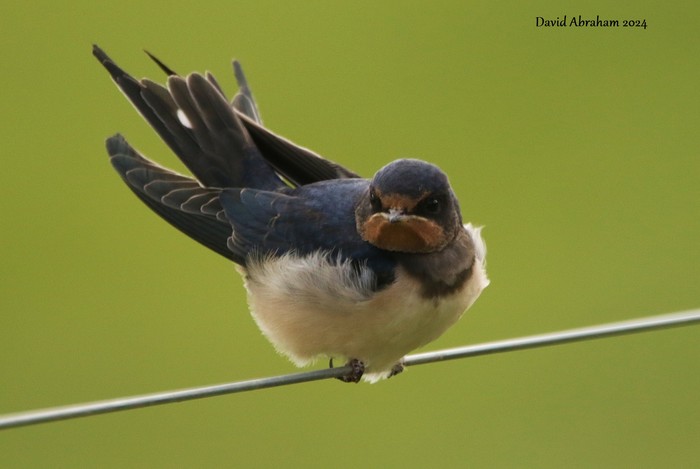 Swallow 