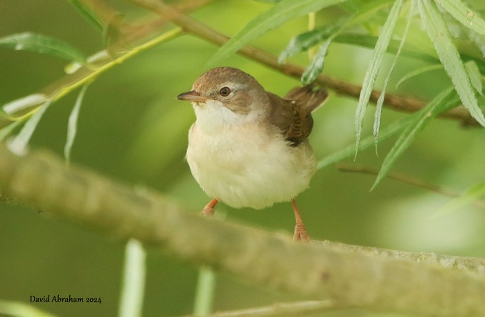 Whitethroat 