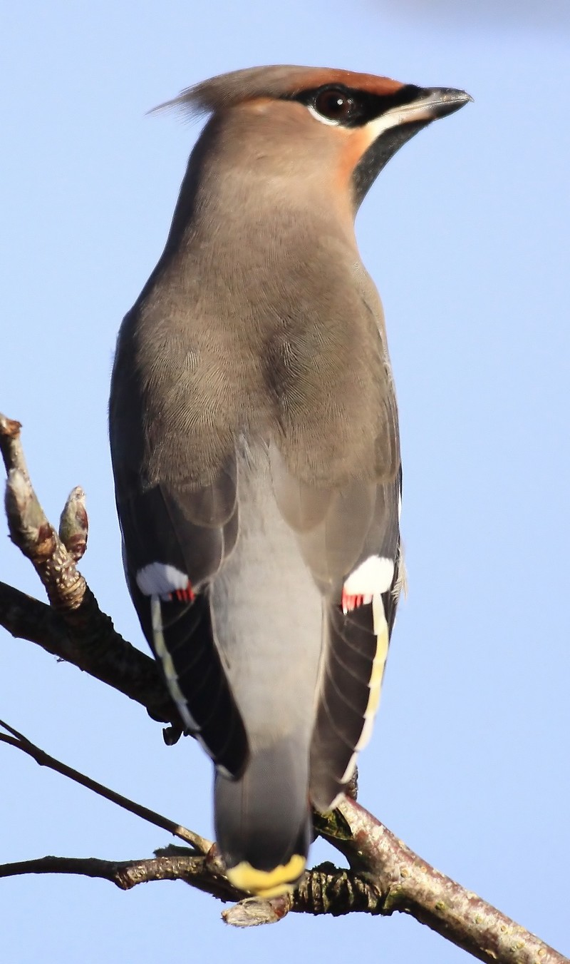 Waxwing