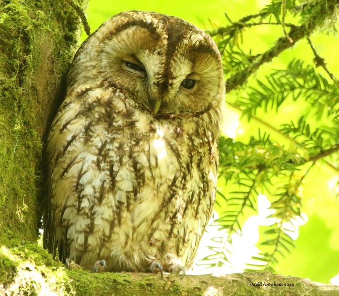 Tawny Owl 