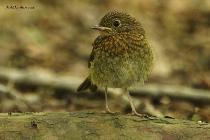 Robin 