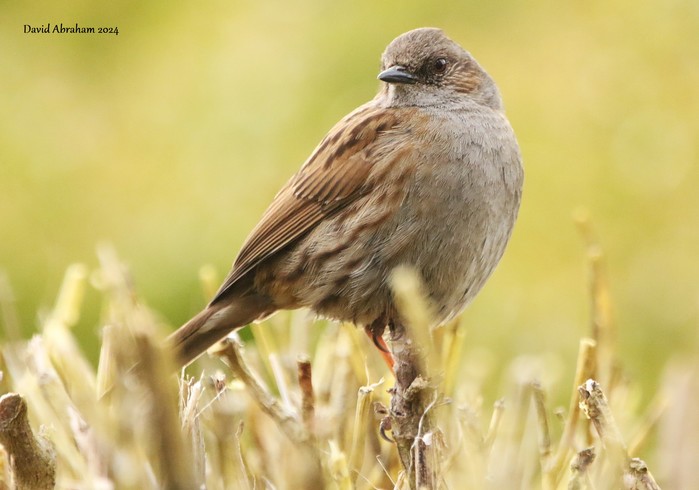 Dunnock 