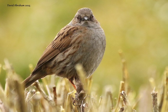 Dunnock 