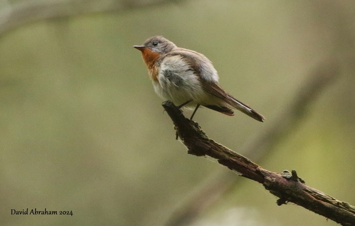 Red-breasted Flycatcher