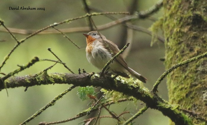 Red-breasted Flycatcher