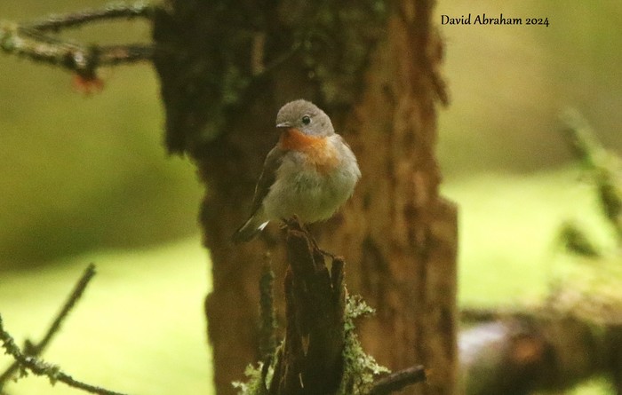 Red-breasted Flycatcher 