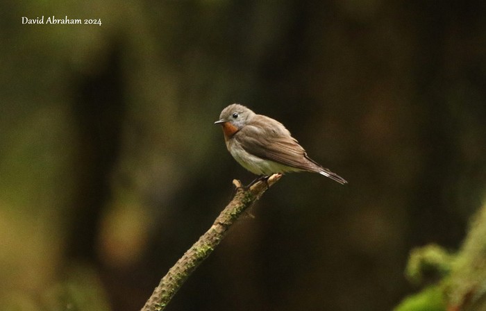 Red-breasted Flycatcher 