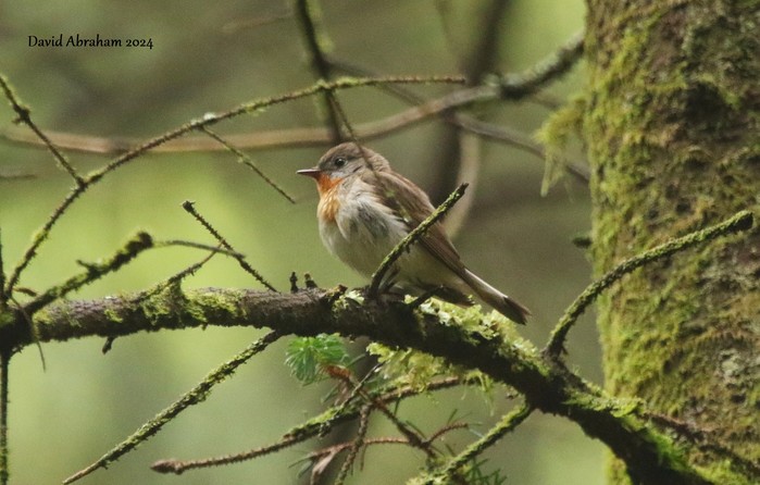Red-breasted Flycatcher