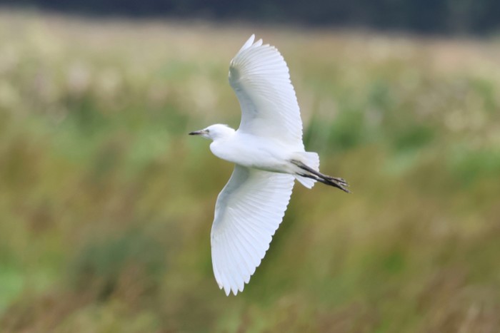 Cattle Egret