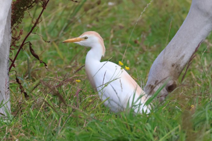 Cattle Egret
