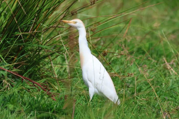 Cattle Egret