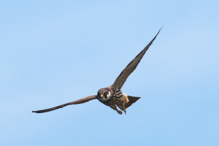 Hobby