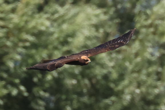 Marsh Harrier