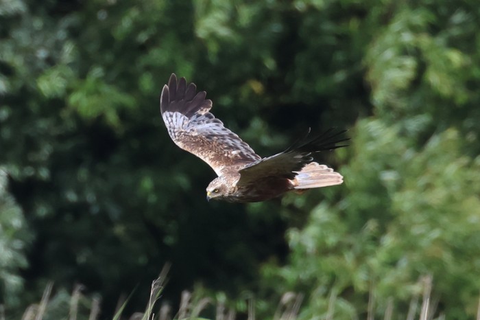 Marsh Harrier