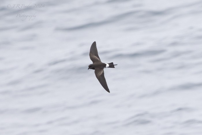 Wilson's Petrel