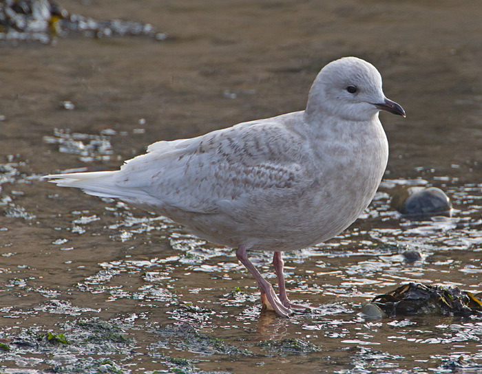 Iceland Gull