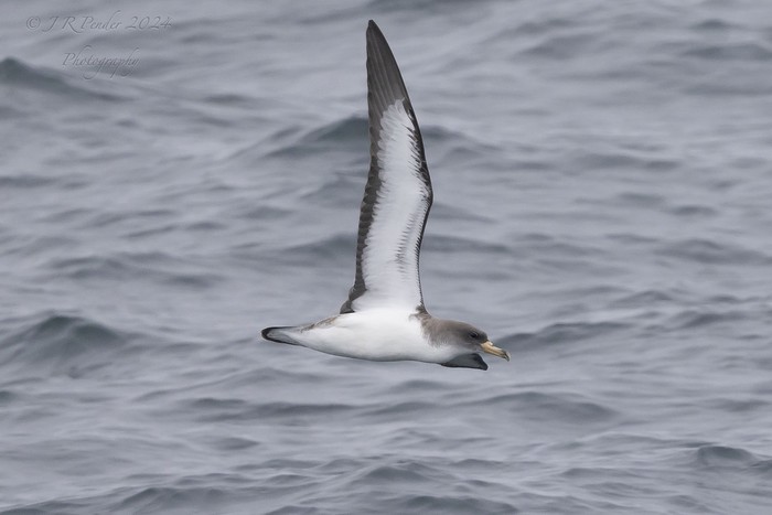 Cory's Shearwater