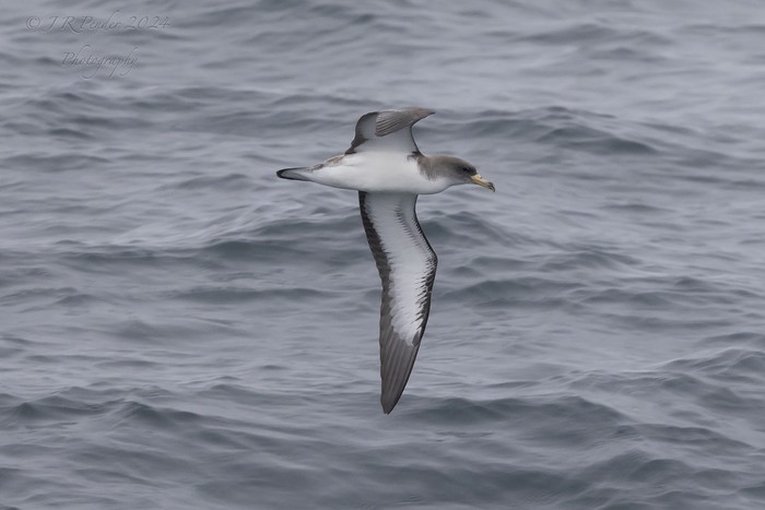 Cory's Shearwater