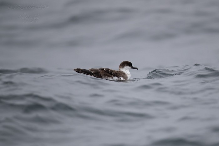 Great Shearwater