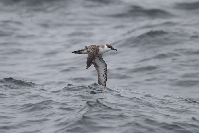 Great Shearwater