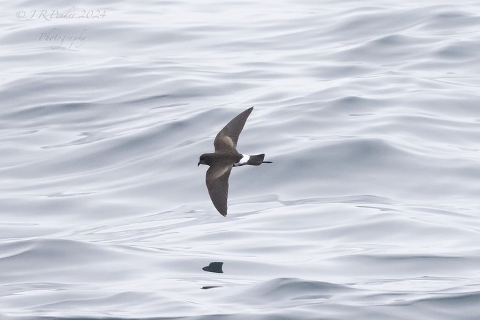Wilson's Petrel