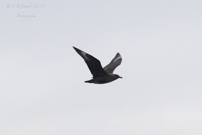 South Polar Skua