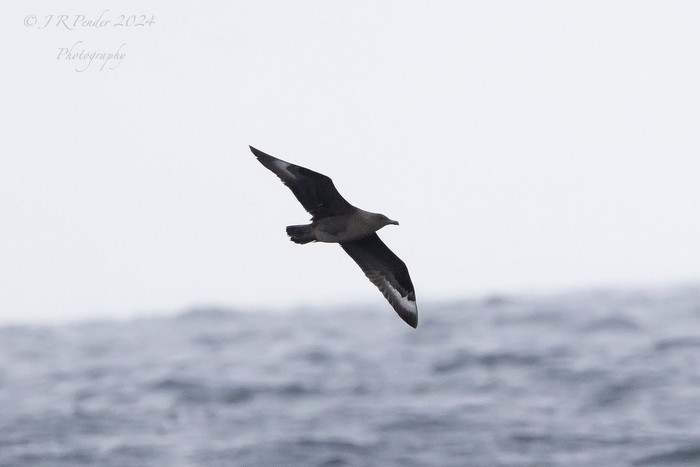 South Polar Skua